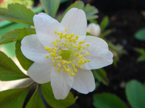 Anemone nemorosa